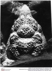 Historisches Foto von Bullariscus patruliusi (Robins, Feldmann & Schweitzer, 2013) (NHMW-AFW-GEO-BACHMAYER-FOTO-1990-0041-4641)